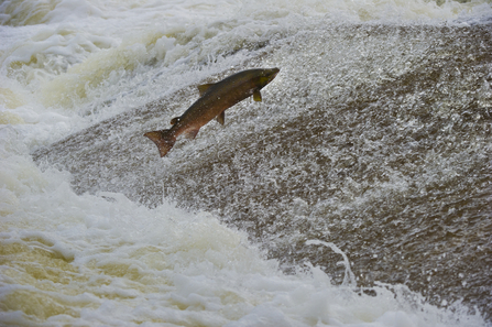 Salmon run The Wildlife Trusts